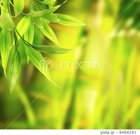 Green plant close-up Green plant close-up 9468281