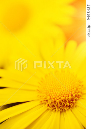 Yellow flowers Yellow flowers 9468487