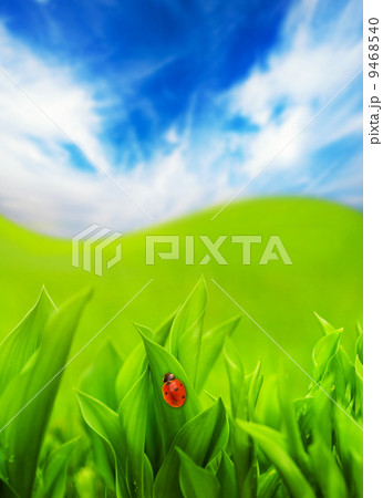 Ladybug sitting on a green grass 9468540