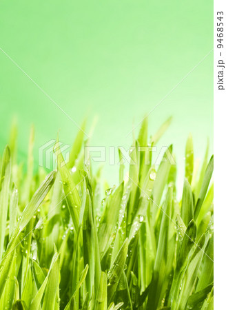 .Fresh green grass .Fresh green grass 9468543