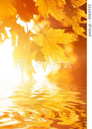 Autumn leaves reflected in rendered water Autumn leaves reflected in rendered water 9468559