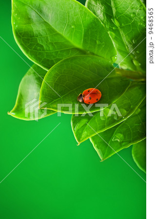 Ladybug sitting on a green leaf. 9468565