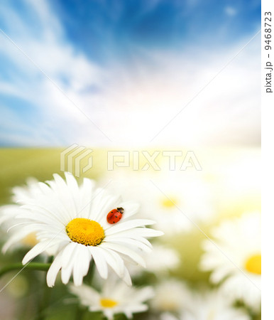 Daisy field 9468723