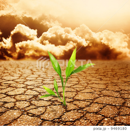 Green plant growing trough dead soil 9469180