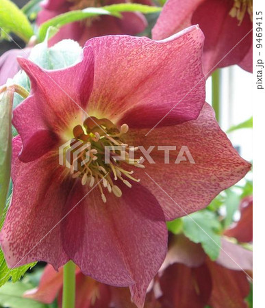 ワイン色のクリスマスローズ ワイン色のクリスマスローズ 9469415