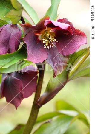 ワイン色のクリスマスローズ 9469416