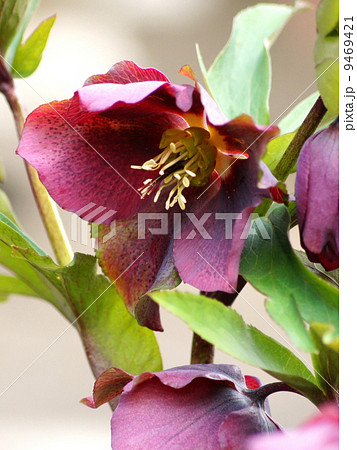 ワイン色のクリスマスローズ ワイン色のクリスマスローズ 9469421