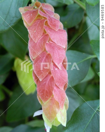 コエビソウ 9469585