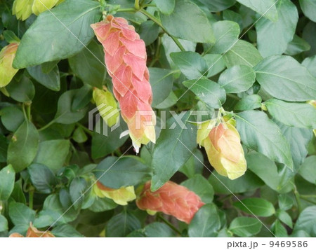 コエビソウ コエビソウ 9469586