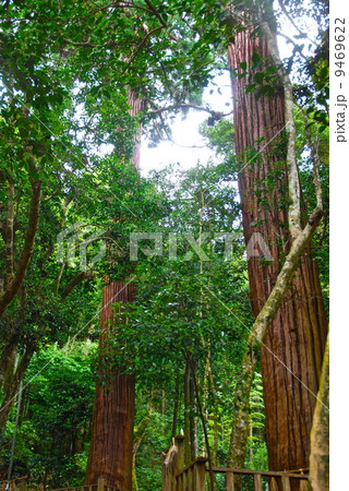 佐久佐女の森(八重垣神社/島根県松江市佐草町) 佐久佐女の森(八重垣神社/島根県松江市佐草町) 9469622