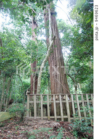佐久佐女の森（八重垣神社／島根県松江市佐草町） 9469623