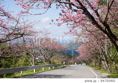 八重岳の桜 9470060