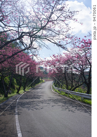 沖縄の風景・八重岳・桜並木 9470061