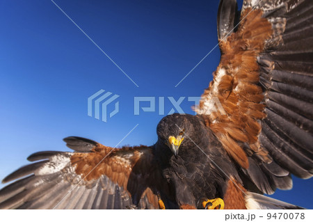 Harris Hawk 9470078