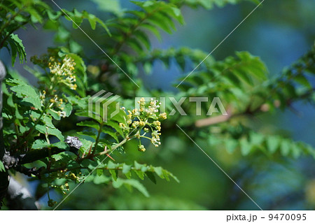 山椒サンショウの花 花山椒として食用になります の写真素材