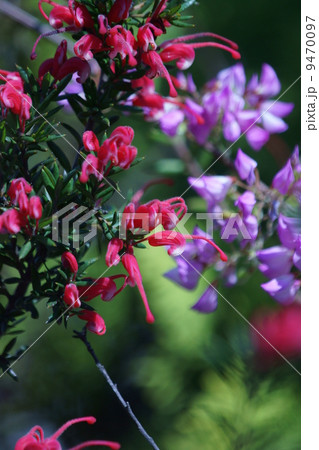 グレヴィレア　ピグミーダンサーと雲南萩ウンナンハギ 9470097