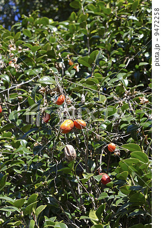 カラスウリ（烏瓜） 9472258