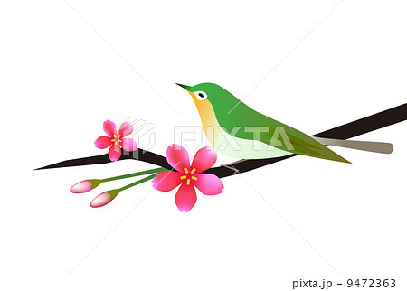 花と鳥のイラスト素材