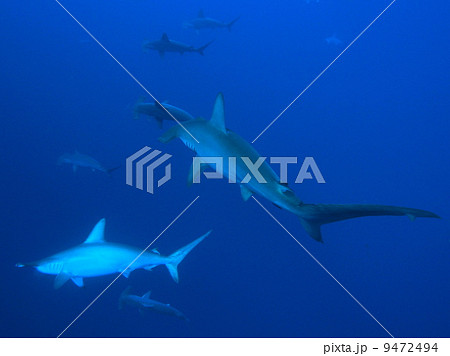 ハンマーヘッドシャークの群れ ハンマーヘッドシャークの群れ 9472494