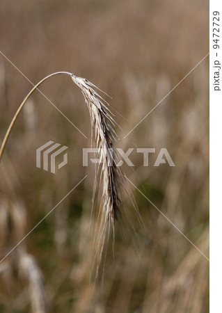 Wheat ears Wheat ears 9472729
