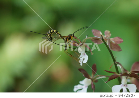 大星尾長蜂 オオホシオナガバチと海老根 大星尾長蜂 オオホシオナガバチと海老根 9472807