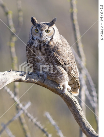 Great Horned Owl 9473713