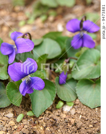 アメリカスミレサイシン (パピリオナケア) アメリカスミレサイシン (パピリオナケア) 9473881