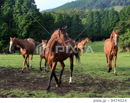 馬駆ける 馬駆ける 9474024