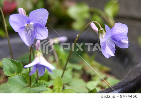 コタチツボスミレ(スミレ) コタチツボスミレ(スミレ) 9474460