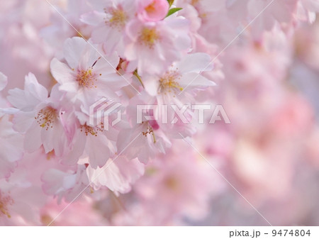 高島城公園の桜 高島城公園の桜 9474804