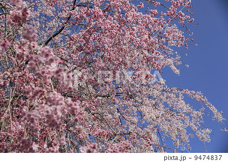 桜 桜 9474837