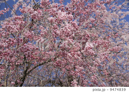 桜 桜 9474839