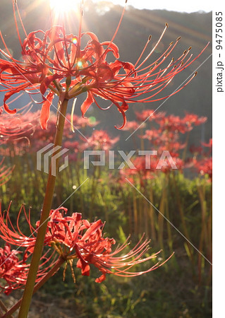 ヒガンバナ 9475085