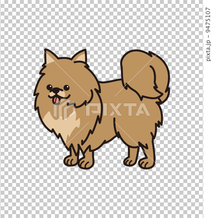 Pomeranian 9475107