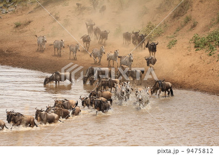 ヌーの川渡り ヌーの川渡り 9475812