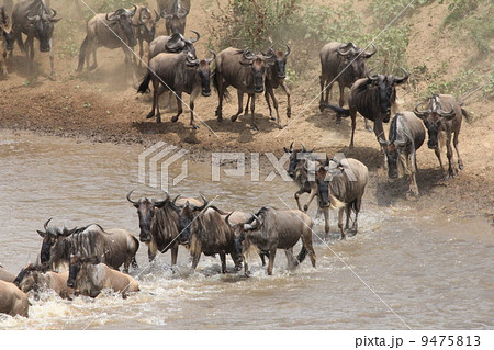 ヌーの川渡り ヌーの川渡り 9475813