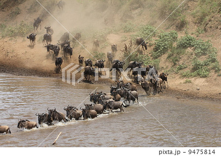 ヌーの川渡り 9475814