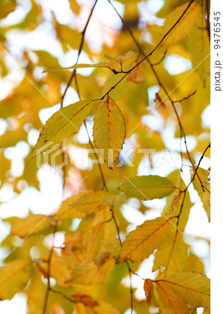 イヌシデの紅葉 9476545