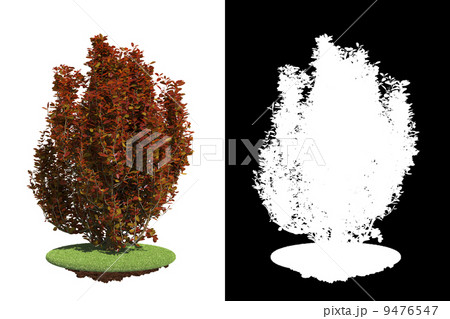 Scarlet Bush Isolated on White Background. 9476547