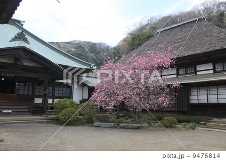 鎌倉花の寺　海蔵寺の海棠１ 9476814