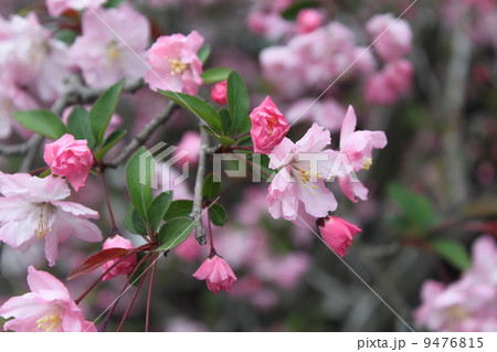 鎌倉花の寺　海蔵寺の海棠２ 9476815
