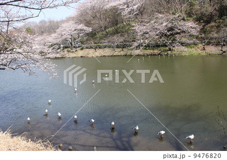 さくら名所１００選　横浜三ツ池公園の満開の桜と野鳥 9476820