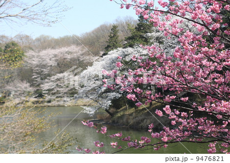 さくら名所１００選　横浜三ツ池公園の満開の桜２ 9476821
