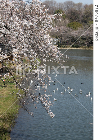 さくら名所１００選　横浜三ツ池公園の満開の桜３ 9476822