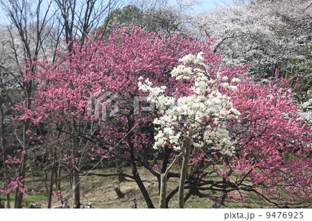 さくら名所 神奈川県立三ツ池公園の満開の紅梅、白梅 さくら名所 神奈川県立三ツ池公園の満開の紅梅、白梅 9476925