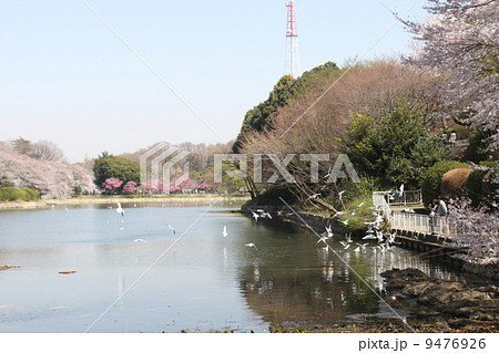さくら名所　神奈川県立三ツ池公園の満開のさくら 9476926