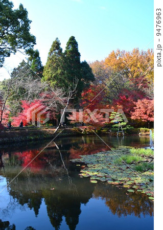 秋の東山植物園 9476963