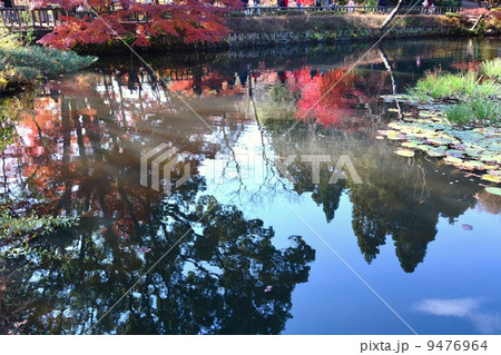 秋の東山植物園 秋の東山植物園 9476964