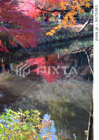 秋の東山植物園 秋の東山植物園 9476965