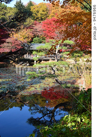 秋の東山植物園 秋の東山植物園 9476966